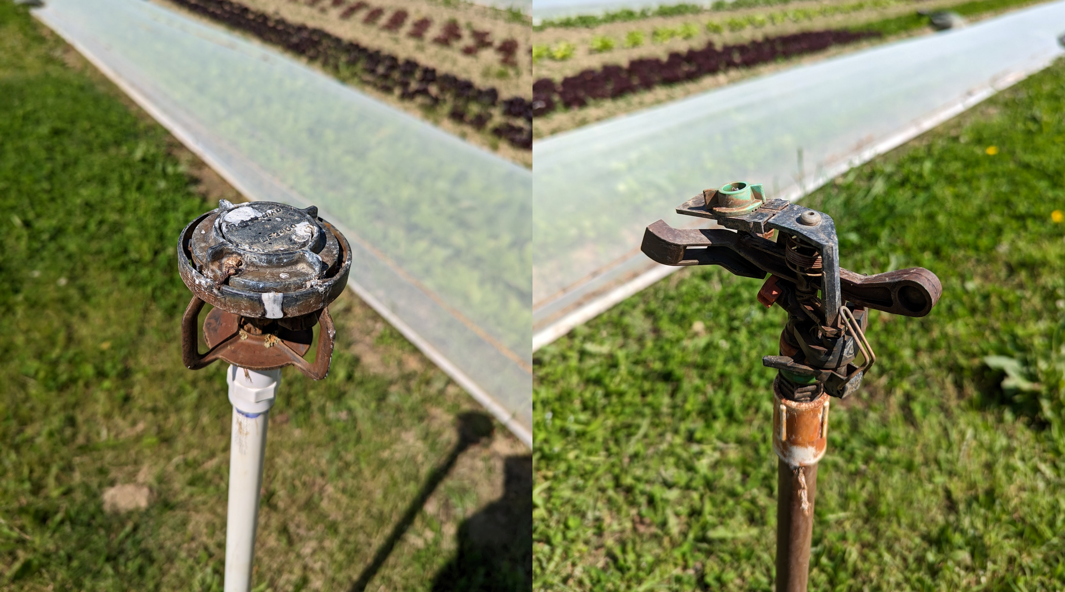 Sprinkler heads with bird poop on them.